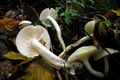 Hygrophorus cossus